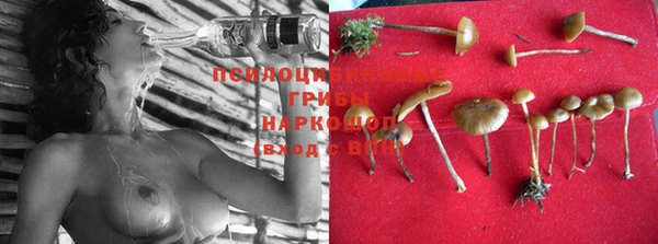 прущие грибы Вязники